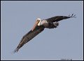 _0SB0886 brown pelican
